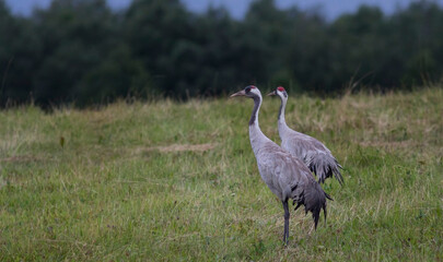 The common crane (Grus grus), also known as the Eurasian crane