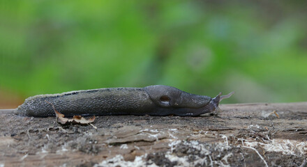 Slug, or land slug