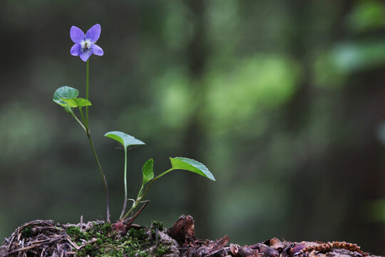Viola reichenbachiana, the early dog-violet or pale wood violet