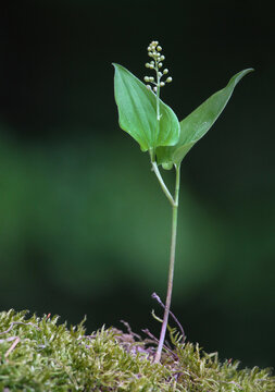 Plant widespread across much of North America, Europe and Asia - Maianthemum