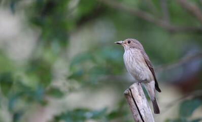 The spotted flycatcher (Muscicapa striata)
