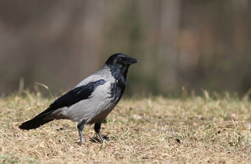 A hooded crow (Corvus cornix)