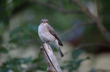 The spotted flycatcher (Muscicapa striata)
