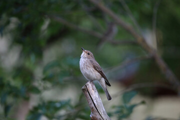 The spotted flycatcher (Muscicapa striata)