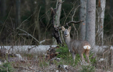 Roe deer, capreolus capreolus, standing in its natural habitat.