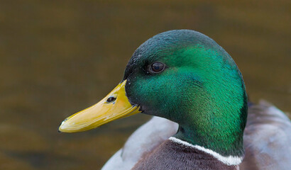 The mallard or wild duck (Anas platyrhynchos). Male