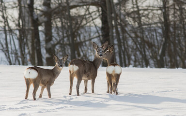 Roe deer, capreolus capreolus, standing in its natural habitat. © justas