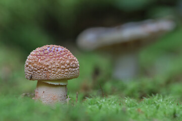Beautiful closeup of forest mushrooms. Gathering mushrooms. Mushrooms photo, forest photo, forest background