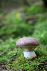 Beautiful closeup of forest mushrooms. Gathering mushrooms. Mushrooms photo, forest photo, forest background