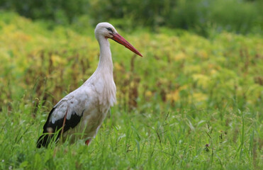 Fototapeta premium Birds - White Stork (Ciconia ciconia) in summer meadow with beautiful flowers, Lithuania - Europe