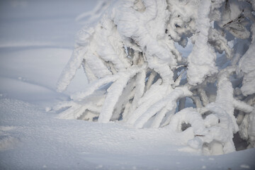 Winter. Snow on tree. Snowy trees. Snowstorm in forest.