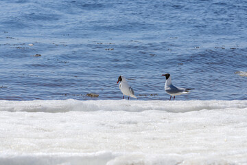 Two relict gulls (Ichthyaetus relictus) also known as Central Asian gull are on the snow-covered beach of the Baltic Sea Bay. A medium-sized gull, rare and endangered species