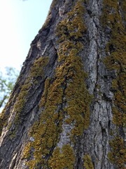 bark of a tree