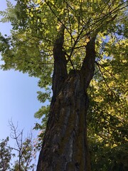 trees in autumn