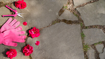 Gardening equipment. Pruner, pink garden gloves and red rose heads on the stone path in the garden. Top view. Copy space. Selective focus.
