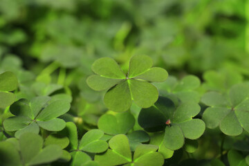 Closeup view of beautiful green clover leaves