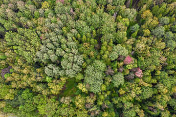 Directly above aerial drone full frame shot of mixed foliar and pine forest in different amazing green colors with beautiful texture. Bird's point of view on bright grey green yellow red autumn trees