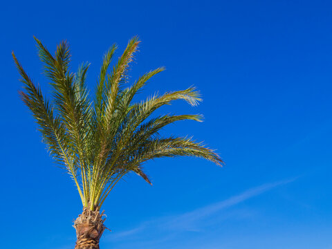 The beautiful leaves of the date palm against the blue sky