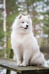 Samoyed white dog is sitting in the winter forest on a bench