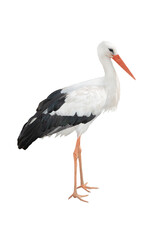 white stork isolated on white background