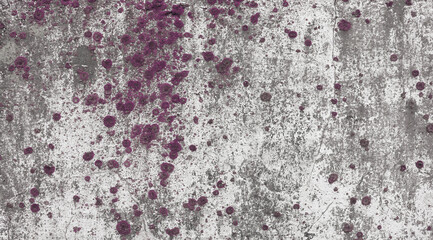 Abstract old concrete slab texture with purple moss