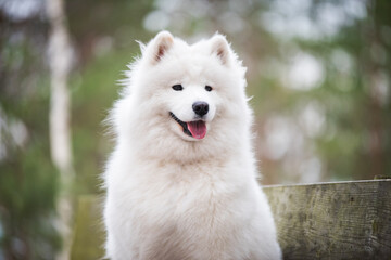 Samoyed white dog close up in the winter forest