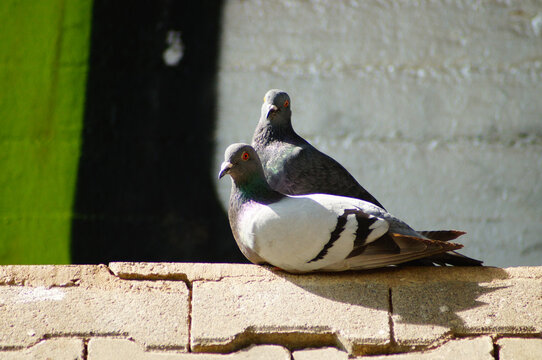 A pair of urban pigeons
