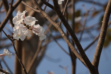 Tabebuia roseoalba - Ipê-branco
