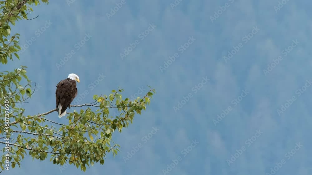 Poster bald eagle sits majestically on tree branch with bokeh forest beyond
