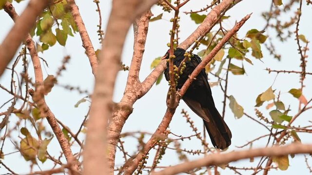 Poops while perching within bare branches during a summer afternoon, Asian Koel, Eudynamys scolopaceus, Male, Thailand.