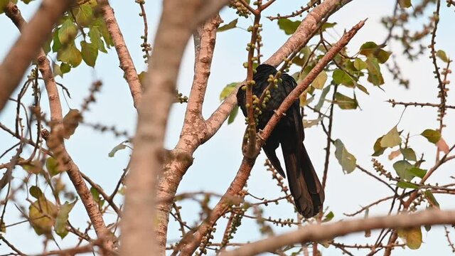 Seen perched within bare branches in summer, raises its head to reach out and preens its back feathers, Asian Koel, Eudynamys scolopaceus, Male, Thailand.
