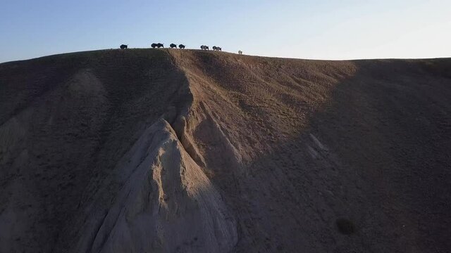 Rising aerial reveals buffalo bison herd artwork on badlands hilltop