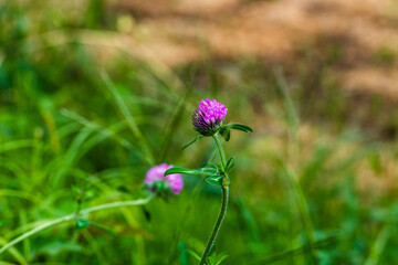 アカツメクサの花