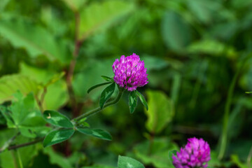 アカツメクサの花