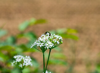 ニラの花