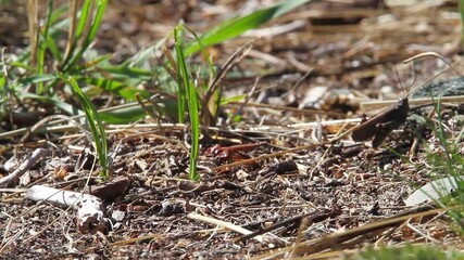Macro close up: Single grasshopper walks across ground on forest duff