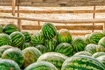 Watermelon background. Summer Fruit Market