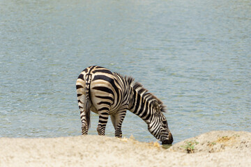 Fototapeta na wymiar Zebra drinking water at the beautiful waters of Tarangire National Park in Tanzania