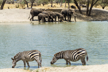 A herd of elephants and zebra drinking water at the beautiful waters of Tarangire National Park in Tanzania