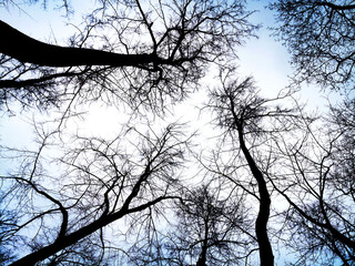 The tops of bare trees