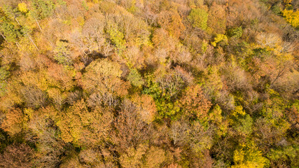 Forest seamless pattern. View from above