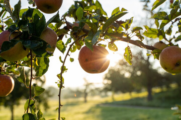 Apples on the tree with sun in orchard