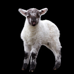 A little lamb isolated over black background