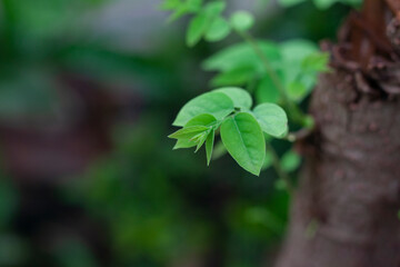Young Leaves of Star gooseberry or Phyllanthus acidus on tree in the garden on blur nature background.