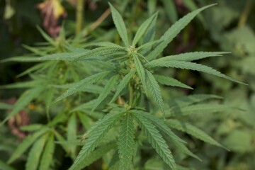 fields plants beauty nature