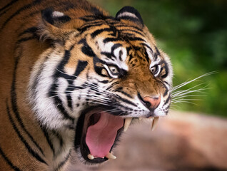 angry tiger showing its fangs