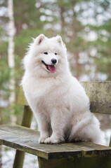 Cute Samoyed white dog is sitting in the winter forest on a bench