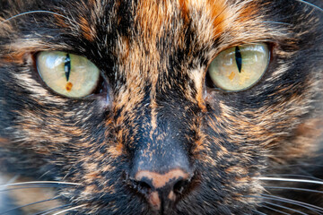 expressive eyes of a beautiful cat close-up, portrait