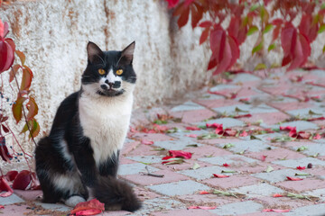 horizontal portrait of a beautiful black and white cat sitting outside