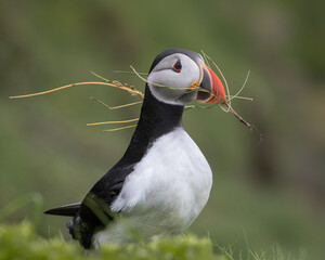 Closeup of Puffin collecting nest material with a green background.  
